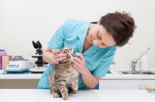 prevention of Salmonella in cats