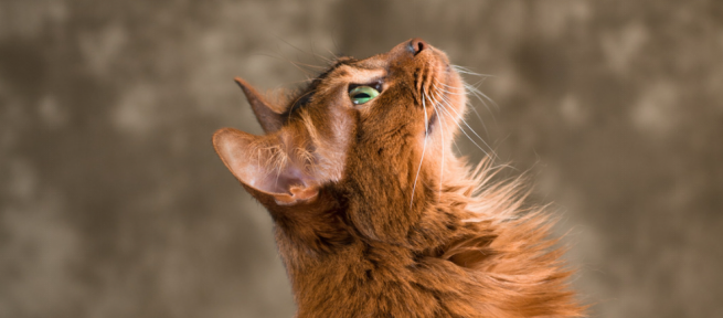 Somali cat personality
