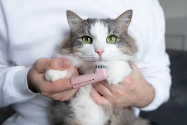 Cat Teeth Cleaning Do or Don't: Everything Pet Owners Must Know