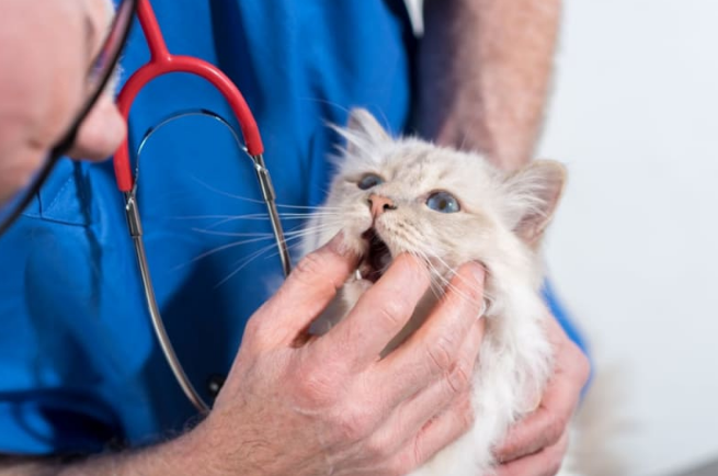 professional teeth cleaning of a cat