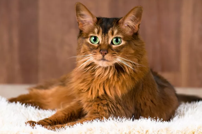 Somali Cat Guide: Everything You Need to Know About This Lively and Elegant Breed