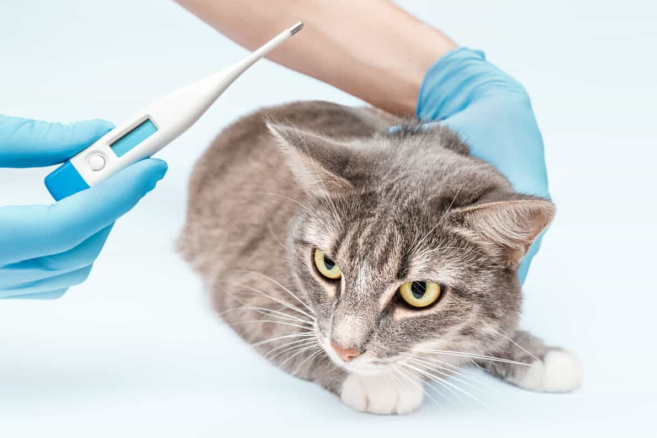 Salmonella in Cats: What Every Pet Owner Should Know