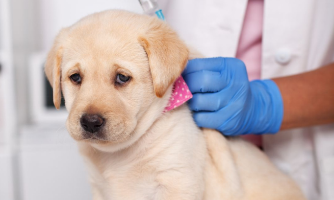 Puppy vaccination