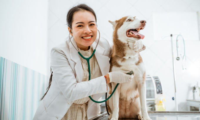Adult dog getting checked before vaccination