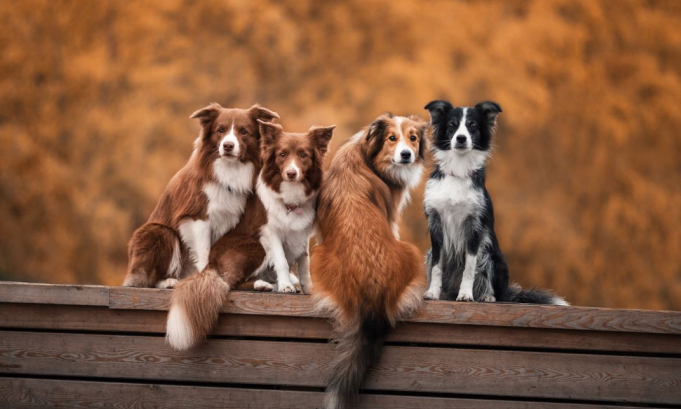 dogs sitting together