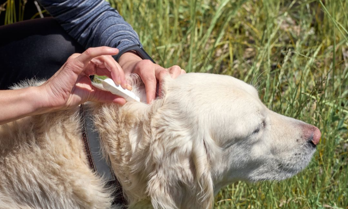 Dog Vaccines by Life Stage: Puppy to Senior Protection Plan
