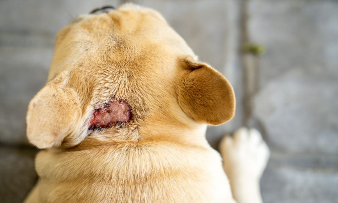 What Causes Hot Spots on Dogs? Triggers, Treatments, and Prevention Tips