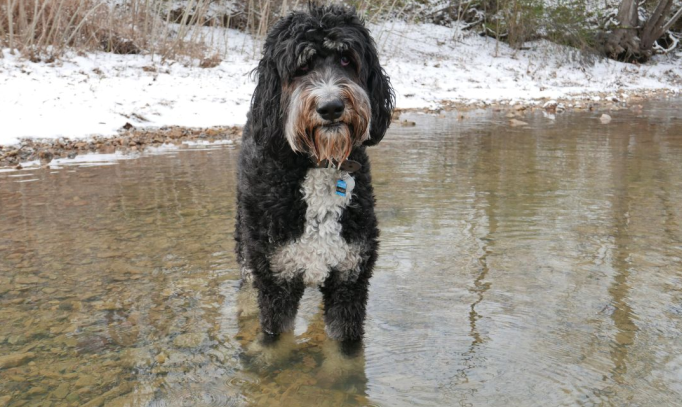 Bernedoodle Dog standing in water