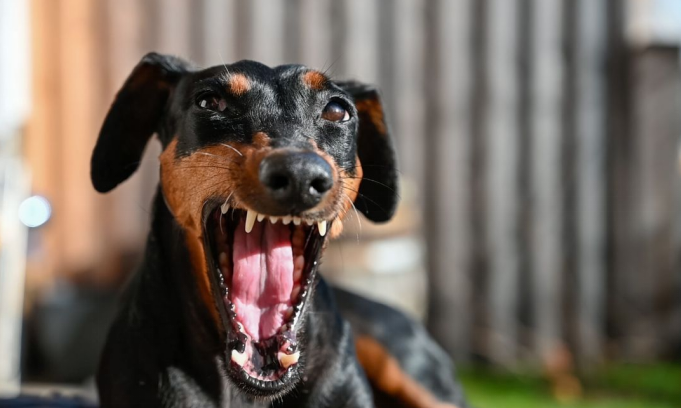 Dog about to cough