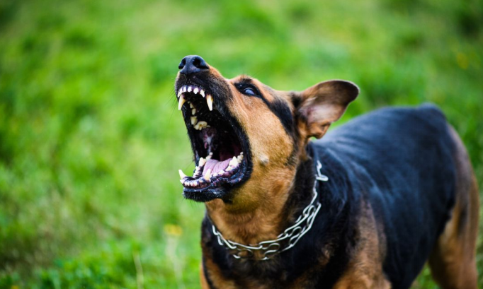 Dog coughing