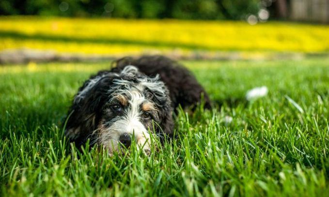 Bernedoodle Dog Breed Guide: Everything You Need Before Getting One