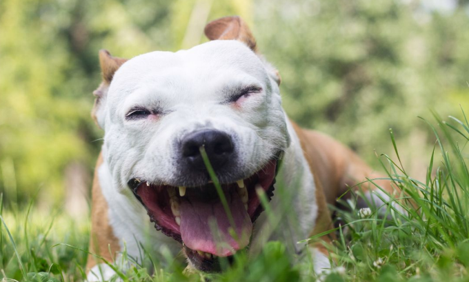 How to Treat Kennel Cough in Dogs at Home (Plus Prevention Tips)