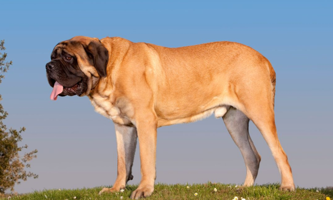 Saint Bernard breed