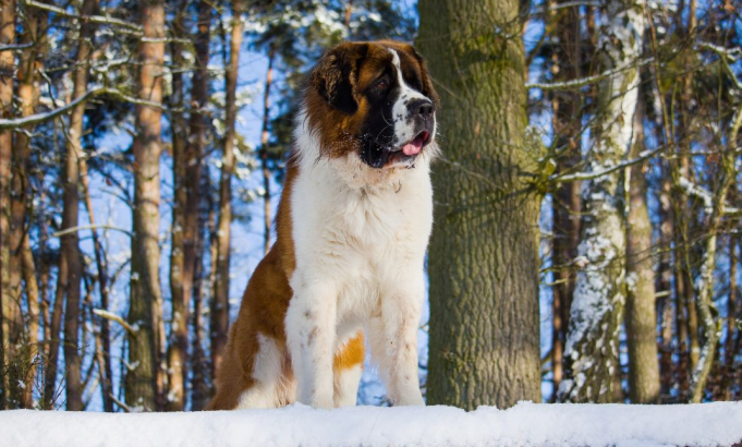 Irish Wolfhound breed