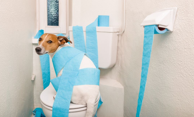 Dog in toilet