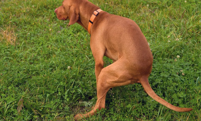 Dog pooping