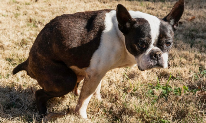 Dog Laxative for Constipation Relief: What Works Fast & When to Worry