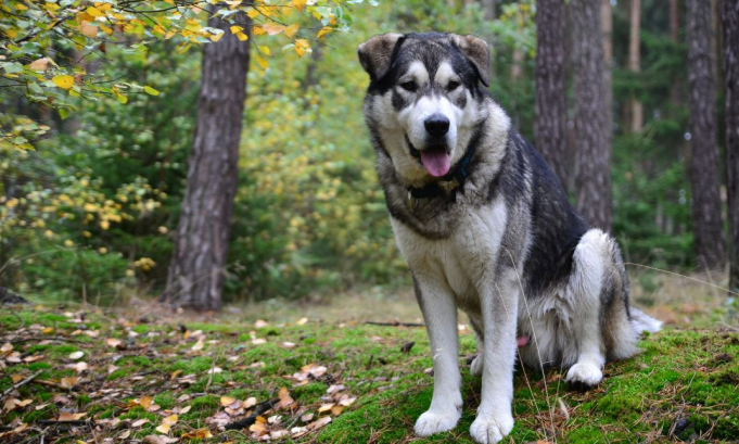 Biggest Dog Breeds