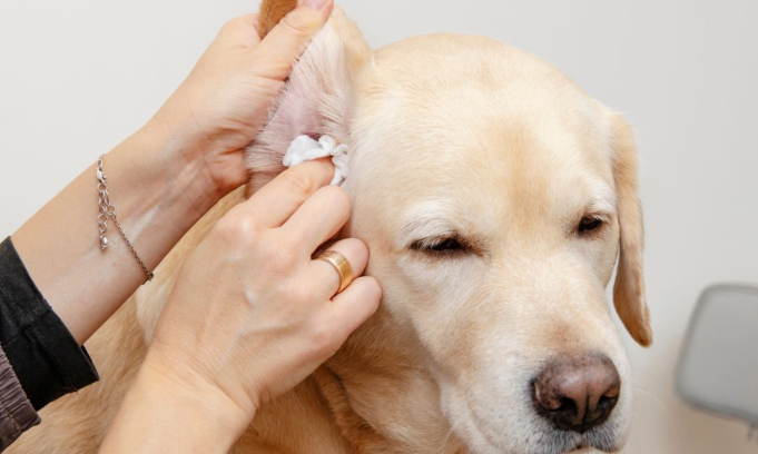 Dog Ear Infection