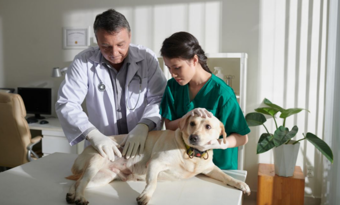 Dog checked by vets