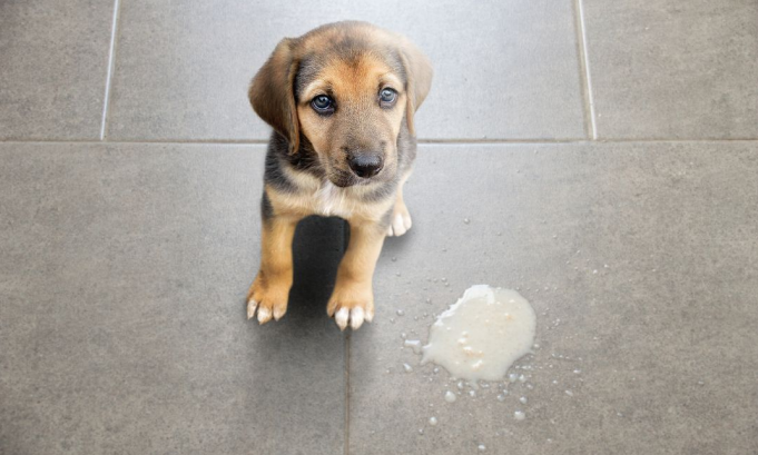 Puppy with upset stomach