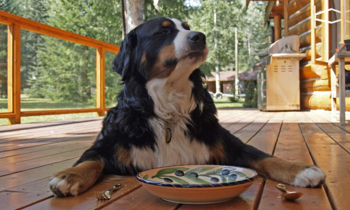 Dog waiting for food