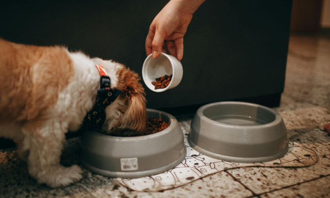 Dog eating