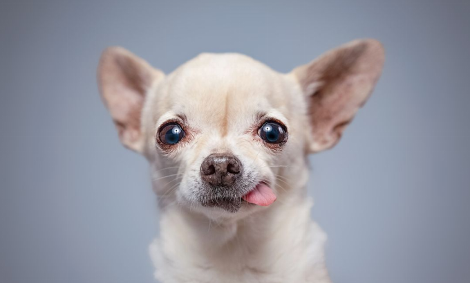 Chihuahua breed