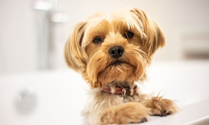 Yorkshire Terriers breed