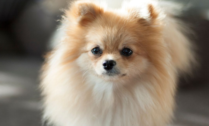 Pomeranian breed