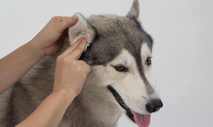 Husky’s ear getting cleaned