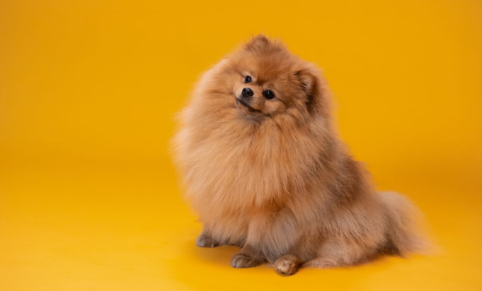 Smallest Dog Breeds