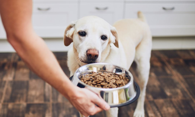 Best Dog Food for Allergies: What Actually Works vs Marketing Hype