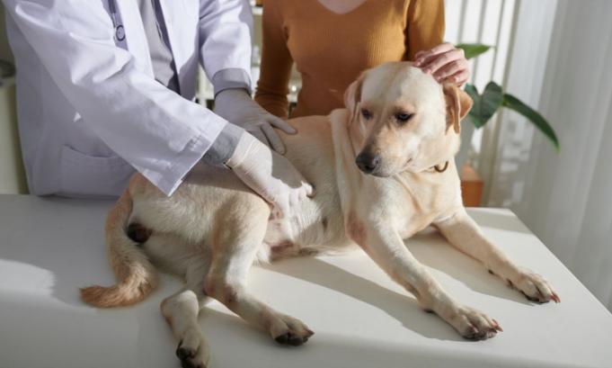 What Can I Give My Dog for an Upset Stomach