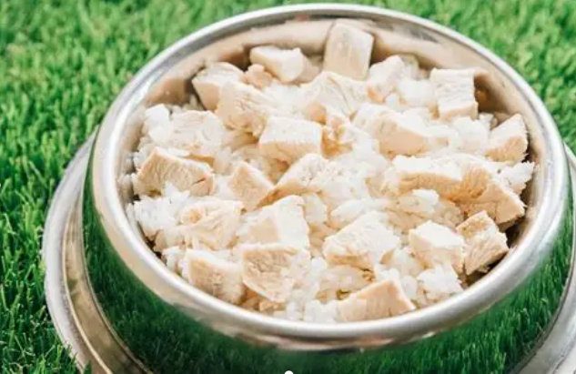 bland diet for dogs with diarrhea and vomiting