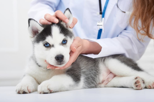dog waiting for a bland diet