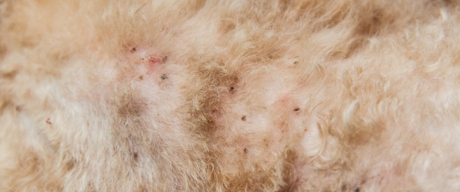dog fleas on skin