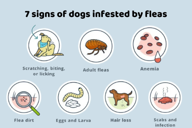 flea symptoms in dogs
