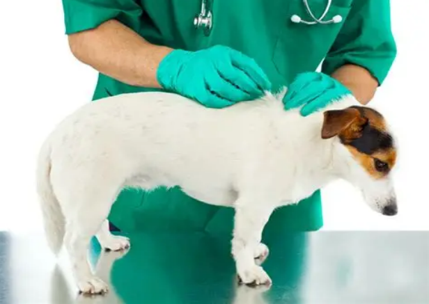 treatment of dog fleas