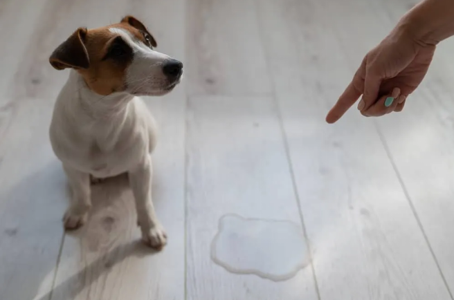 white vomit in dogs