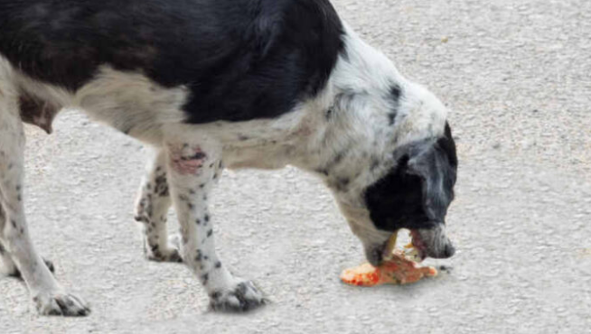 bloody vomit in dogs