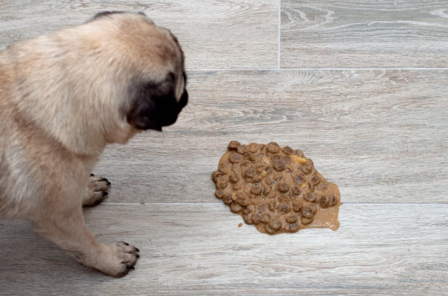 dark brown vomit in dogs