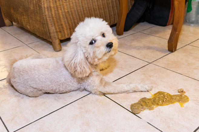 Dog Vomiting: Causes, Treatment, and When to Call the Veterinarian