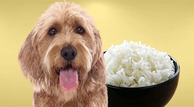 Bland Diet for Dogs With Diarrhea: What to Feed & When to Call the Vet