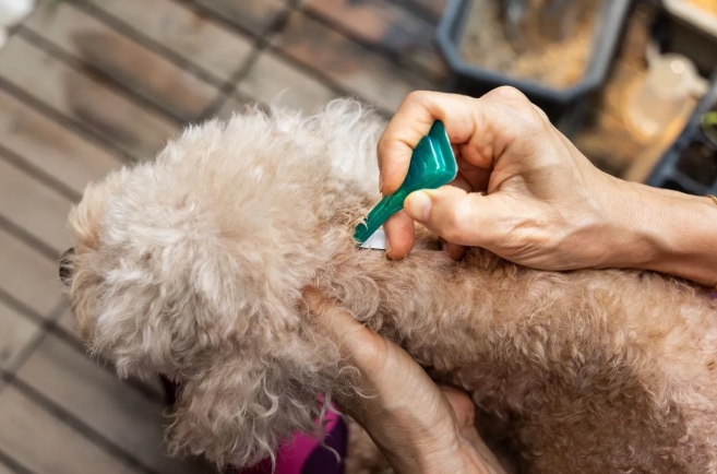 How to Handle Fleas on Dogs: Effective Treatments & Prevention