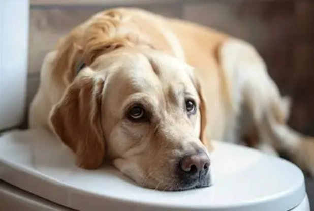 A sick dog having UTIs