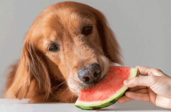 a dog is enjoying watermelon