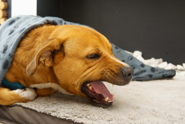 Why is my dog coughing