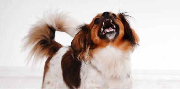 kennel cough in dogs