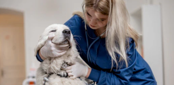 heart problem causing cough in dogs